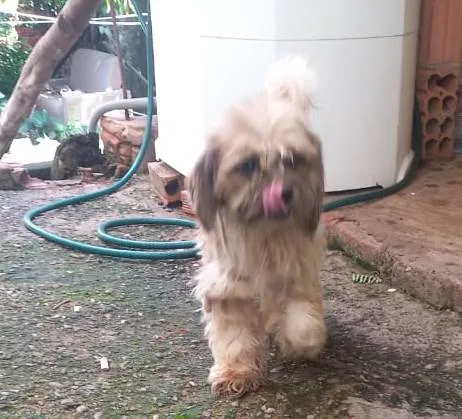 Cachorro ra a Shitzu idade 3 anos nome Teo