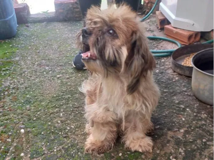 Cachorro ra a Shitzu idade 3 anos nome Teo