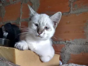 Gato raça Vira lata idade 2 a 6 meses nome Sem nome