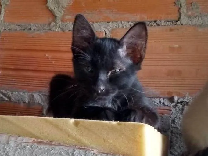 Gato ra a Vira Lata idade 2 a 6 meses nome Sem nome