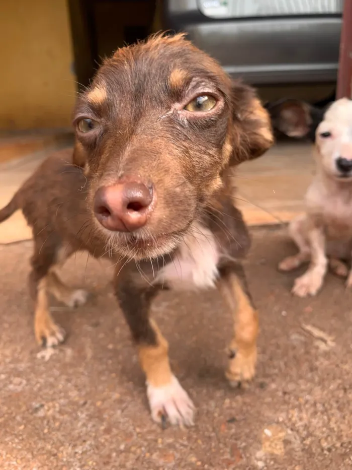 Cachorro ra a SRD-ViraLata idade Abaixo de 2 meses nome Sem nome