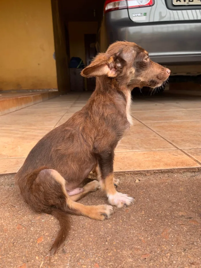 Cachorro ra a SRD-ViraLata idade Abaixo de 2 meses nome Sem nome