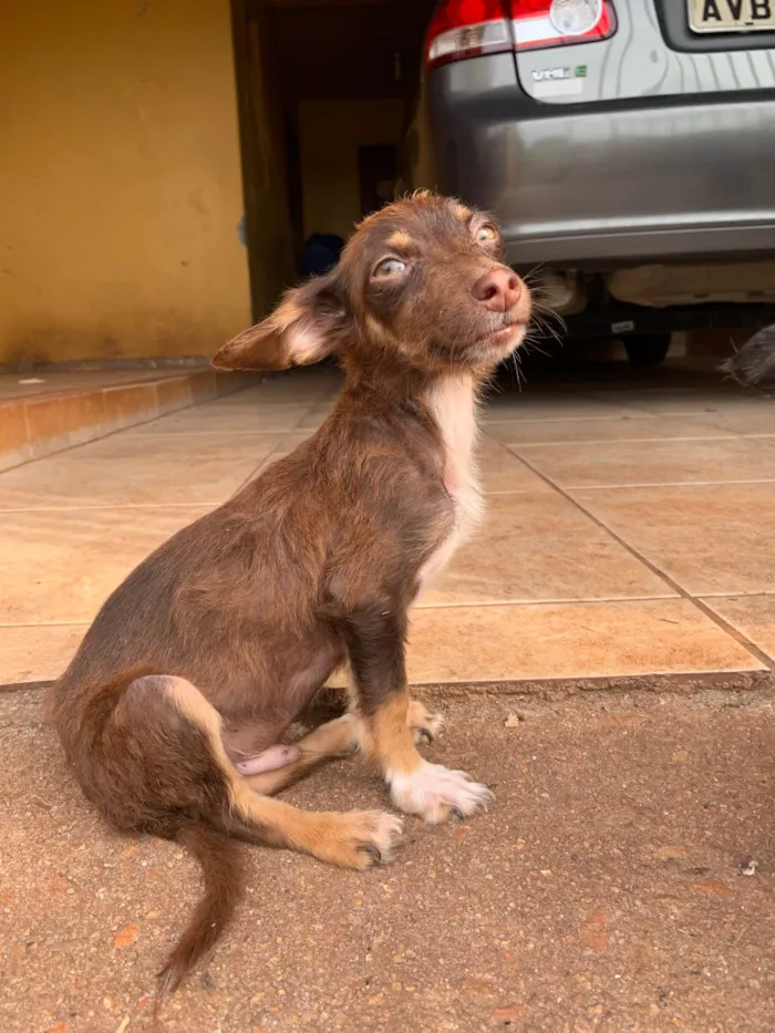 Cachorro ra a SRD-ViraLata idade Abaixo de 2 meses nome Sem nome