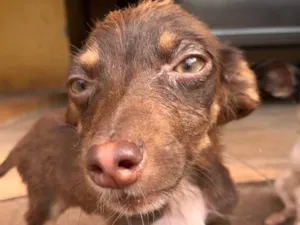 Cachorro raça SRD-ViraLata idade Abaixo de 2 meses nome Sem nome