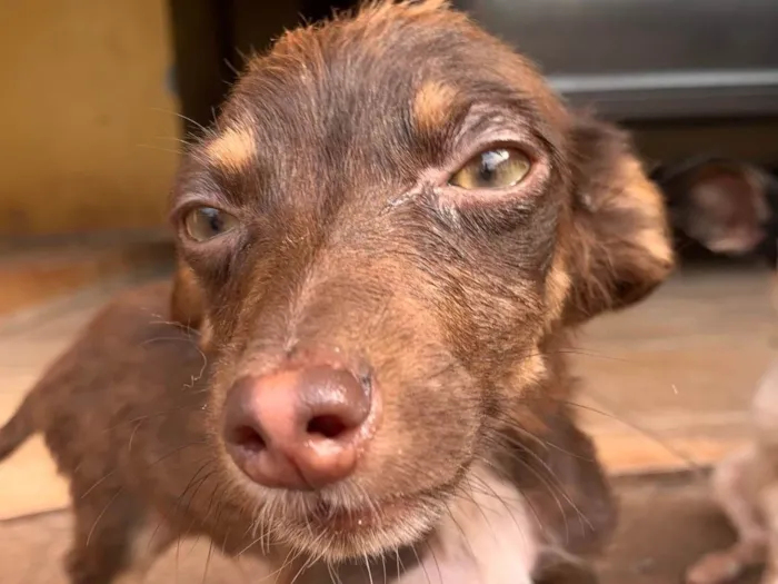 Cachorro ra a SRD-ViraLata idade Abaixo de 2 meses nome Sem nome
