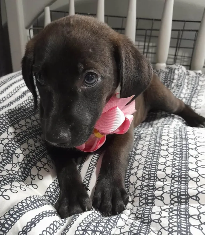 Cachorro ra a SRD-ViraLata idade 2 a 6 meses nome Filhotes 2 meses