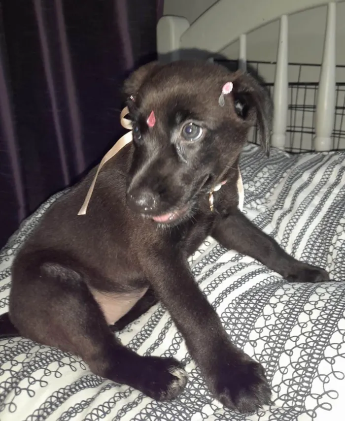 Cachorro ra a SRD-ViraLata idade 2 a 6 meses nome Filhotes 2 meses