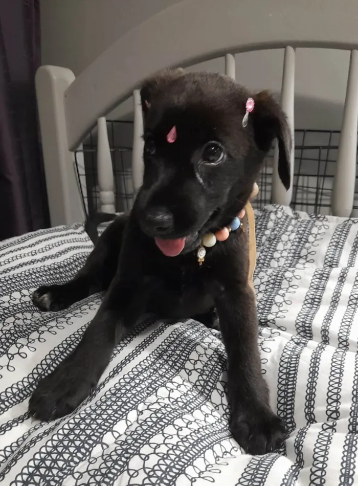 Cachorro ra a SRD-ViraLata idade 2 a 6 meses nome Filhotes 2 meses