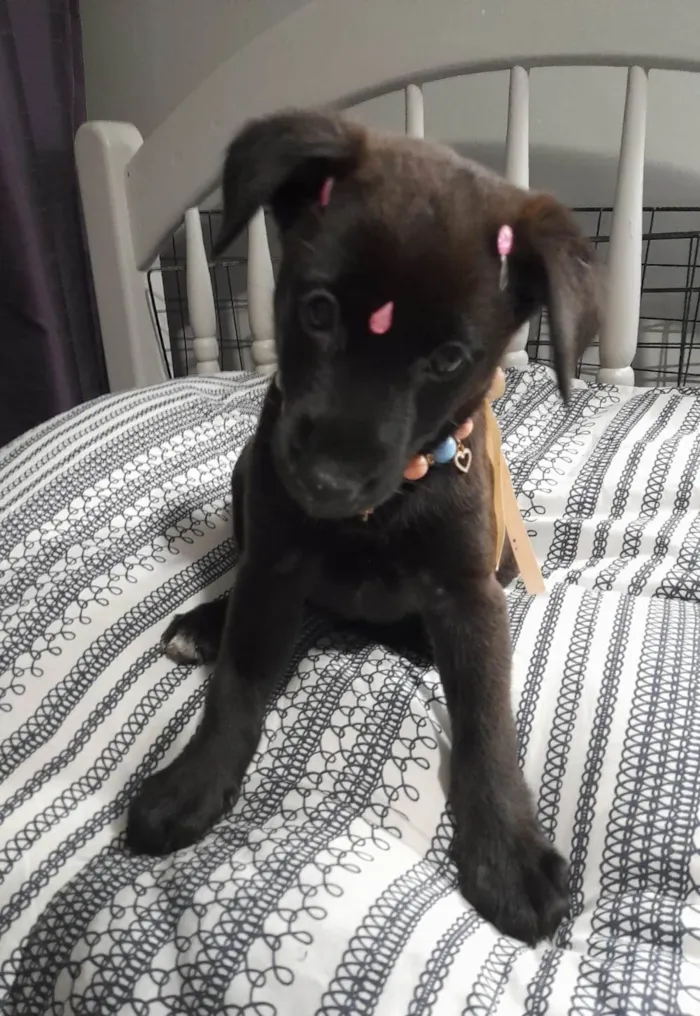 Cachorro ra a SRD-ViraLata idade 2 a 6 meses nome Filhotes 2 meses