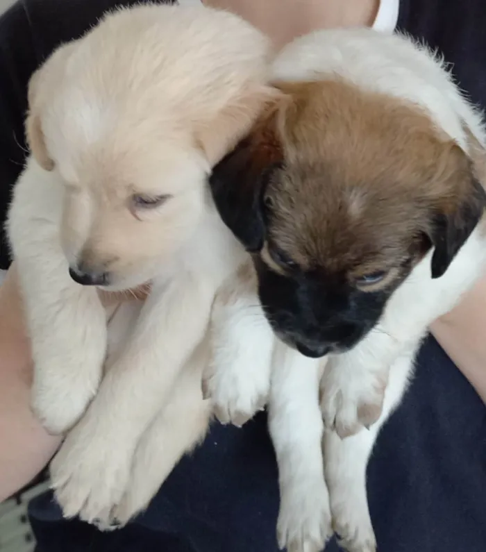 Cachorro ra a SRD-ViraLata idade Abaixo de 2 meses nome Filhotes 45 dias
