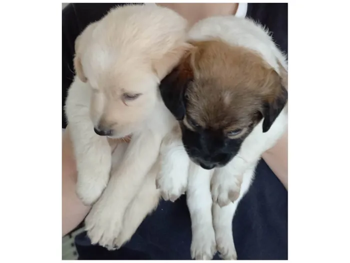 Cachorro ra a SRD-ViraLata idade Abaixo de 2 meses nome Filhotes 45 dias