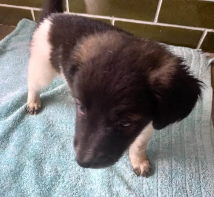 Cachorro ra a SRD-ViraLata idade Abaixo de 2 meses nome Filhotes 45 dias