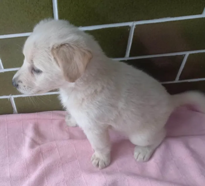 Cachorro ra a SRD-ViraLata idade Abaixo de 2 meses nome Filhotes 45 dias