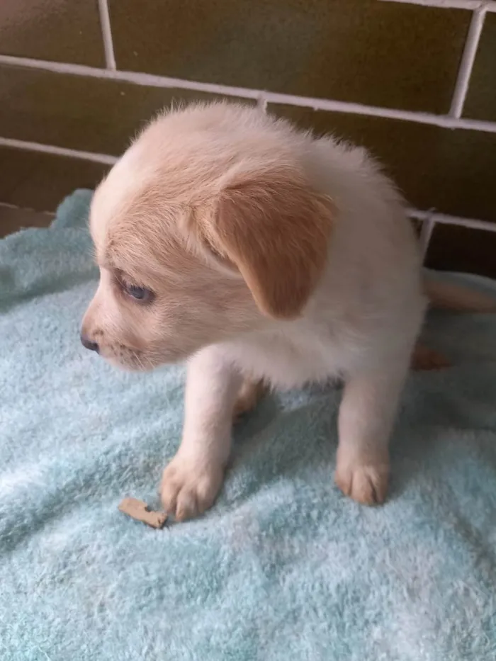 Cachorro ra a SRD-ViraLata idade Abaixo de 2 meses nome Filhotes 45 dias
