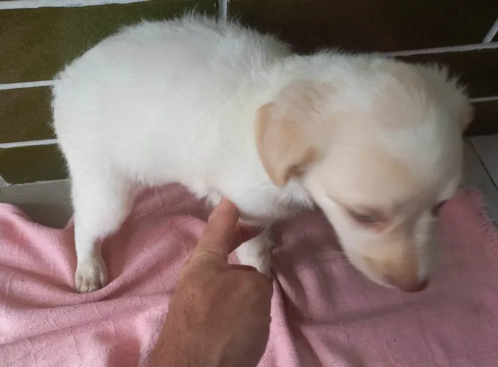 Cachorro ra a SRD-ViraLata idade Abaixo de 2 meses nome Filhotes 45 dias