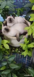 GATINHOS 
