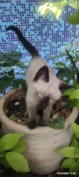 GATINHAS 