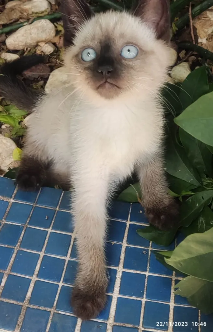 Gato ra a SRD-ViraLata idade 2 a 6 meses nome GATINHAS 