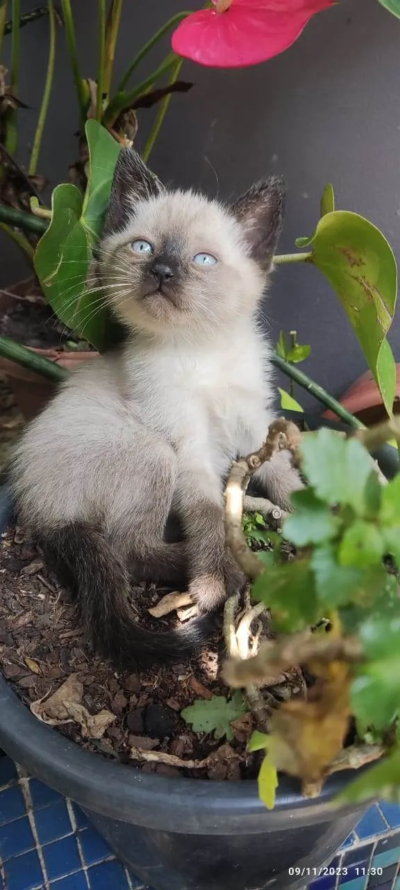 Gato ra a SRD-ViraLata idade 2 a 6 meses nome GATINHAS 
