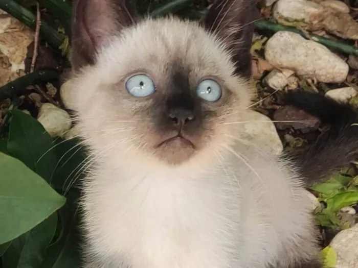Gato ra a SRD-ViraLata idade 2 a 6 meses nome GATINHAS 