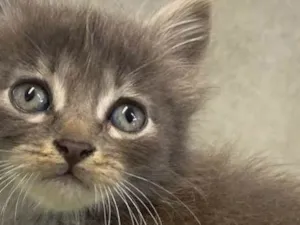 Gato raça Srd idade Abaixo de 2 meses nome Juju&Nino