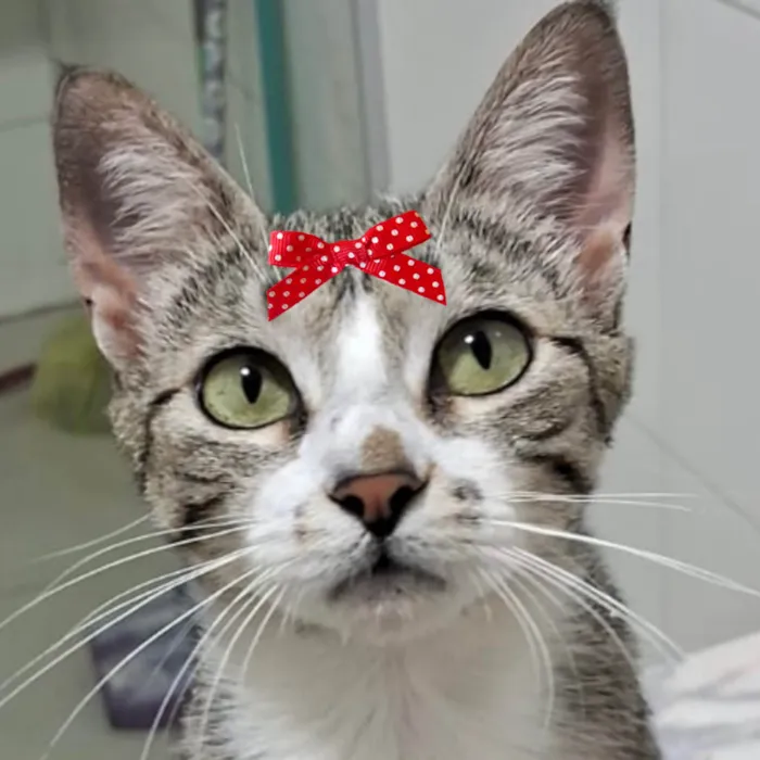 Gato ra a Mestica idade 2 a 6 meses nome Chanel