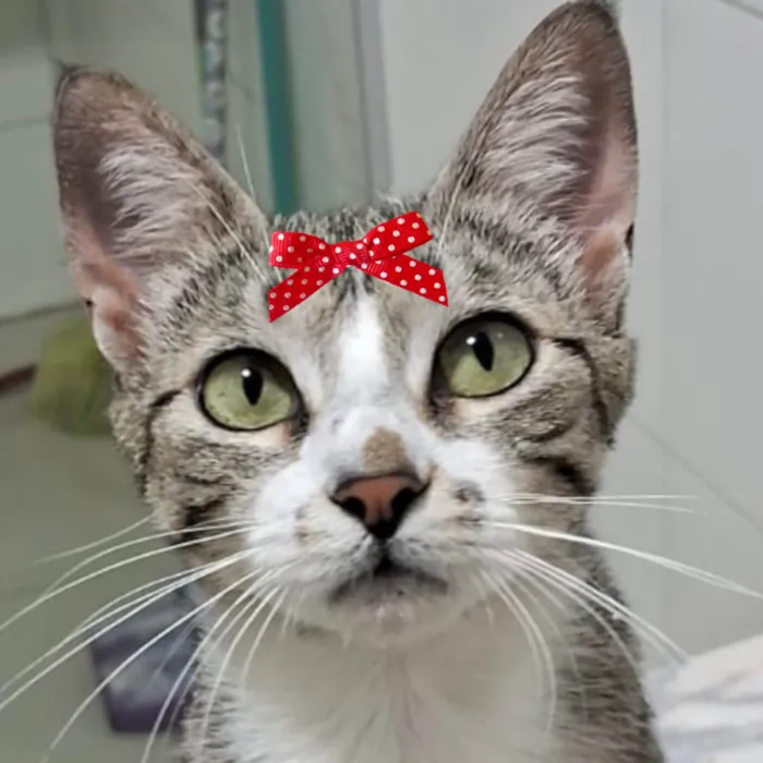 Gato ra a Mestica  idade 2 a 6 meses nome Chanel 