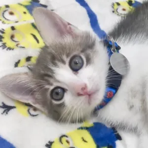 Gato raça Mestico  idade 2 a 6 meses nome Tom 