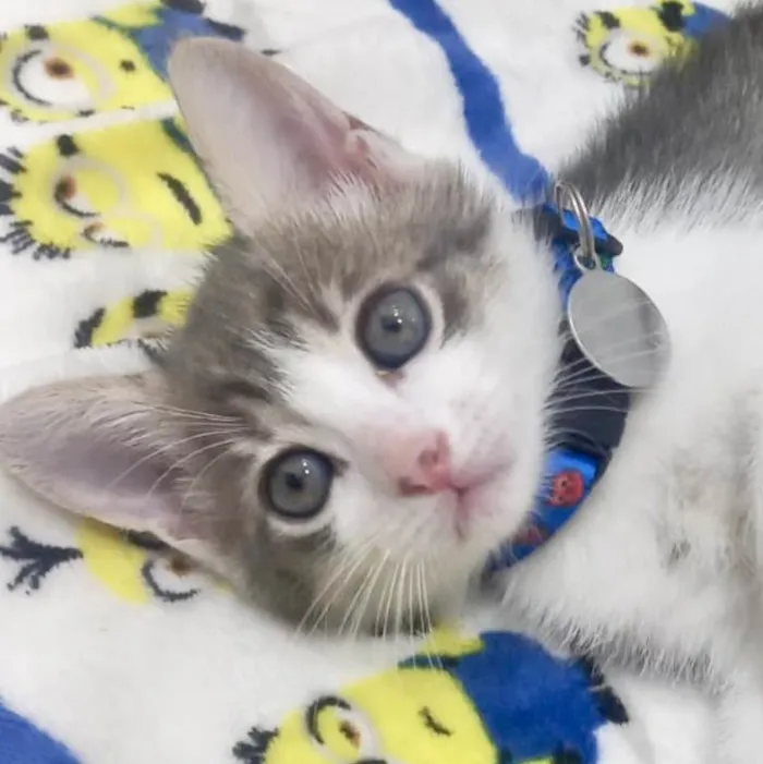 Gato ra a Mestico  idade 2 a 6 meses nome Tom 