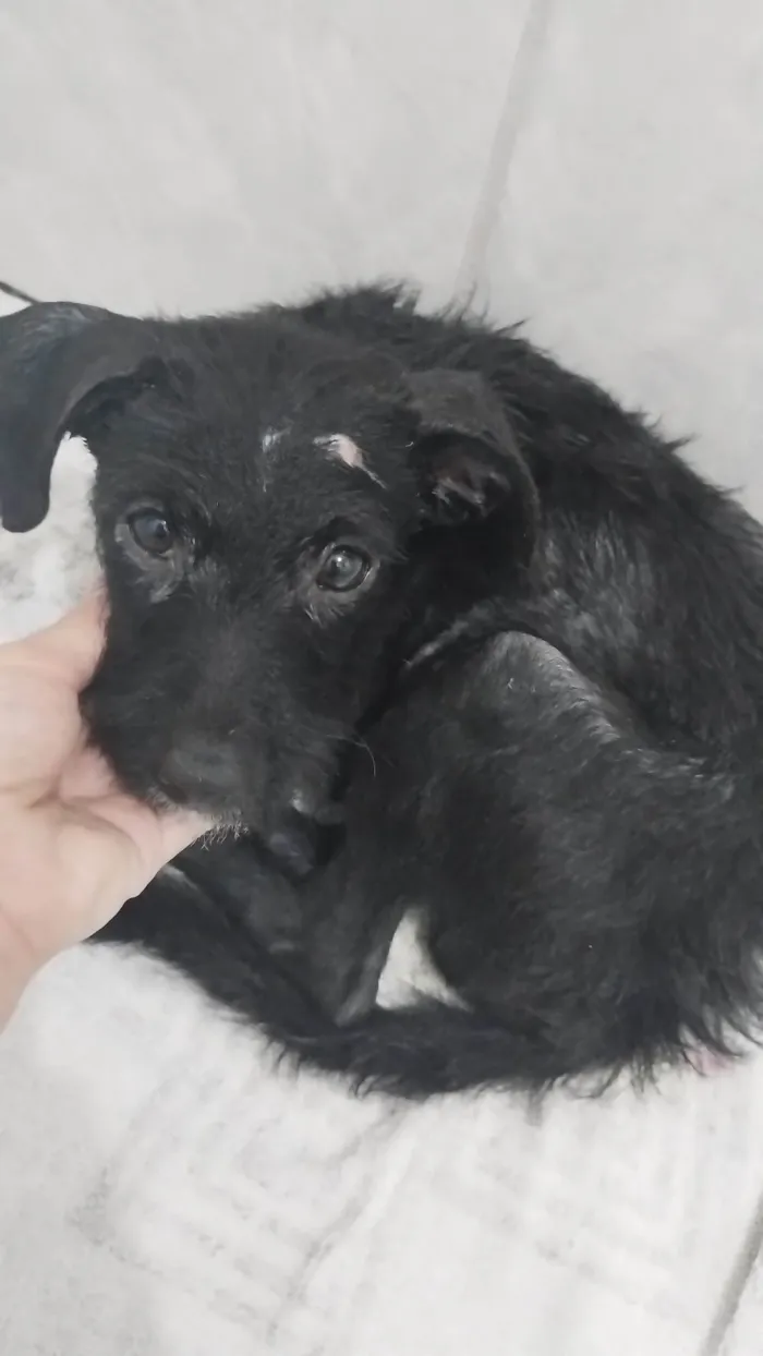 Cachorro ra a SRD  idade 2 a 6 meses nome Sem nome 