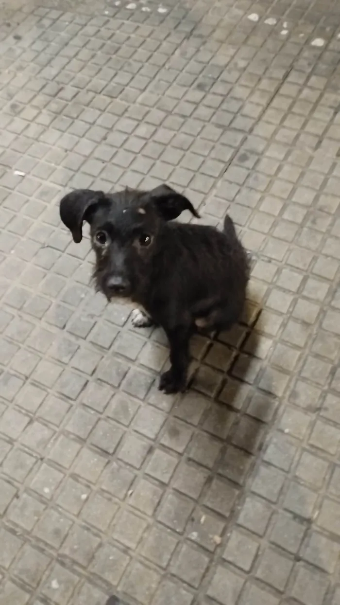 Cachorro ra a SRD  idade 2 a 6 meses nome Sem nome 