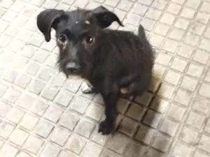 Cachorro raça SRD  idade 2 a 6 meses nome Sem nome 