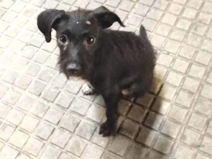 Cachorro ra a SRD  idade 2 a 6 meses nome Sem nome 