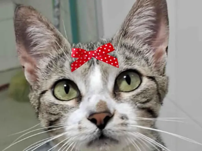 Gato ra a Mestica  idade 2 a 6 meses nome Chanel 