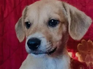 Cachorro raça Srd idade 2 a 6 meses nome Sem nome 