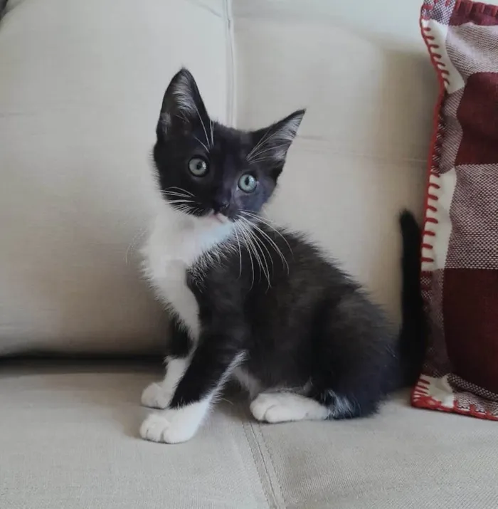 Gato ra a SRD-ViraLata idade 2 a 6 meses nome Nino