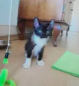 Nino