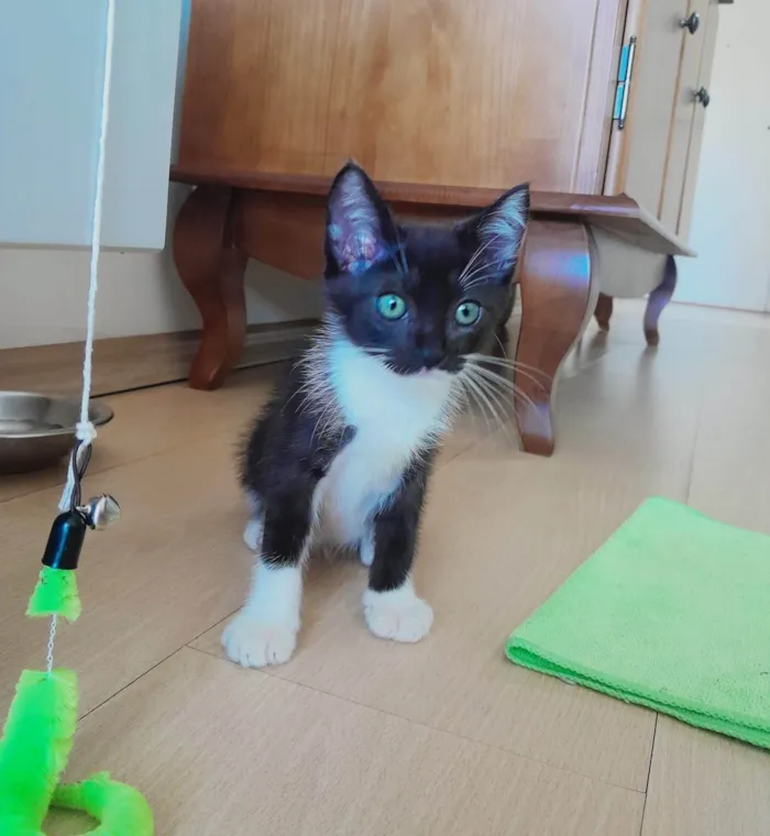 Gato ra a SRD-ViraLata idade 2 a 6 meses nome Nino