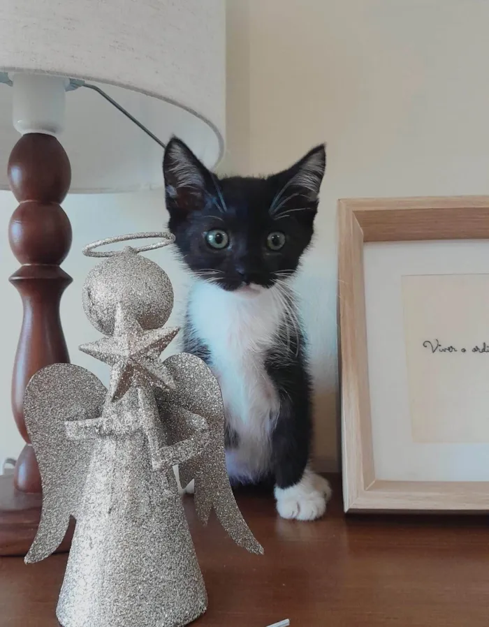 Gato ra a SRD-ViraLata idade 2 a 6 meses nome Nino