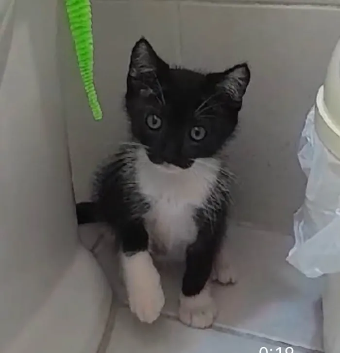 Gato ra a SRD-ViraLata idade 2 a 6 meses nome Nino