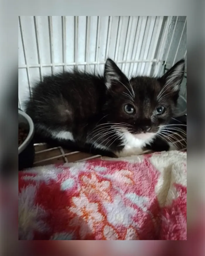 Gato ra a SRD-ViraLata idade 2 a 6 meses nome Nino