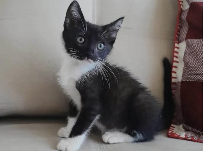 Gato ra a SRD-ViraLata idade 2 a 6 meses nome Nino