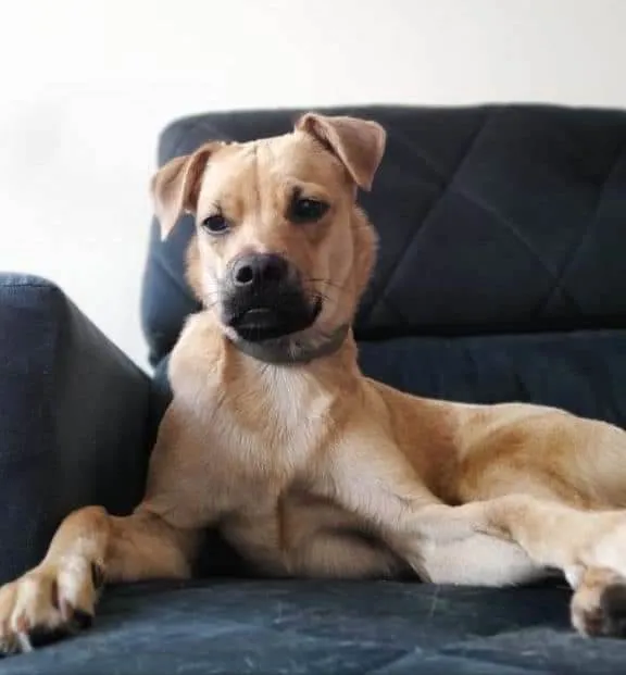 Cachorro ra a SRD-ViraLata idade 2 anos nome Dennis