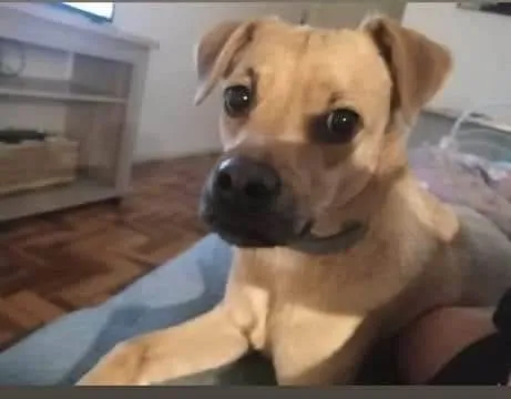 Cachorro ra a SRD-ViraLata idade 2 anos nome Dennis