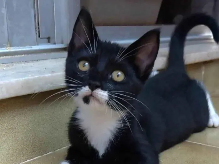 Gato ra a srd idade 2 a 6 meses nome TALIA