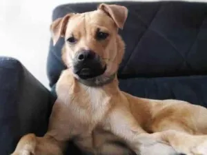 Cachorro raça SRD-ViraLata idade 2 anos nome Dennis