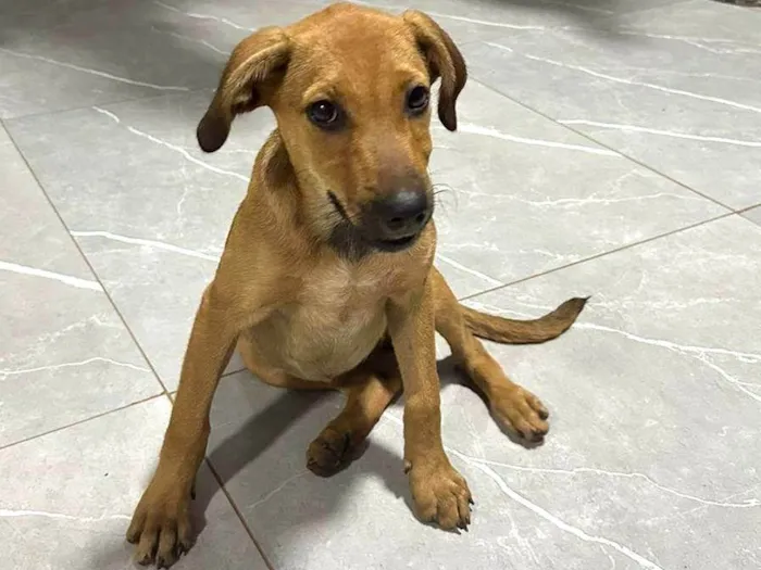 Cachorro ra a SRD-ViraLata idade 2 a 6 meses nome Lua