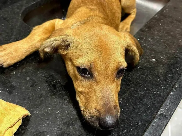 Cachorro ra a SRD-ViraLata idade 2 a 6 meses nome Lua