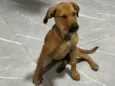 Lua