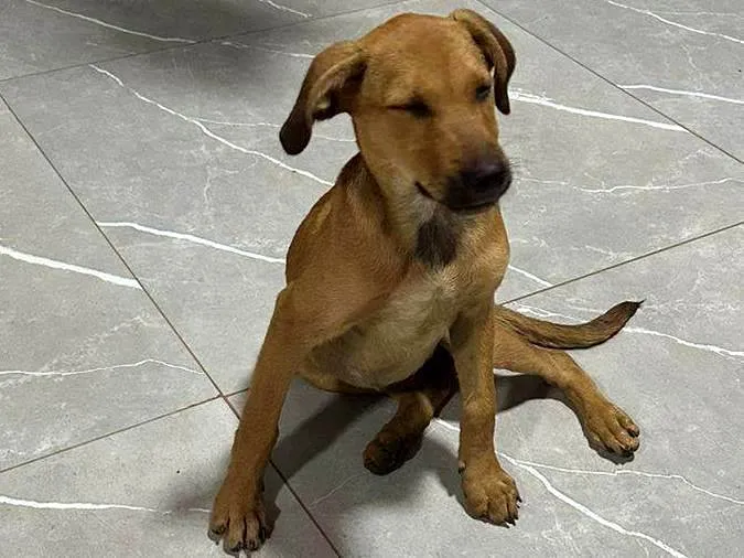 Cachorro ra a SRD-ViraLata idade 2 a 6 meses nome Lua